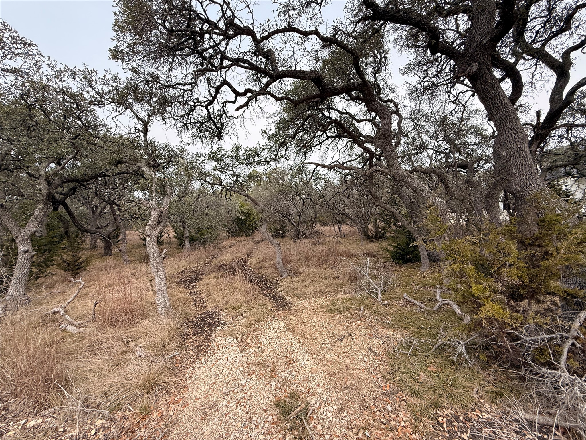 676 Annabelle Avenue Bulverde, TX 78163 - Photo 2 of 16 a view of a yard with a tree