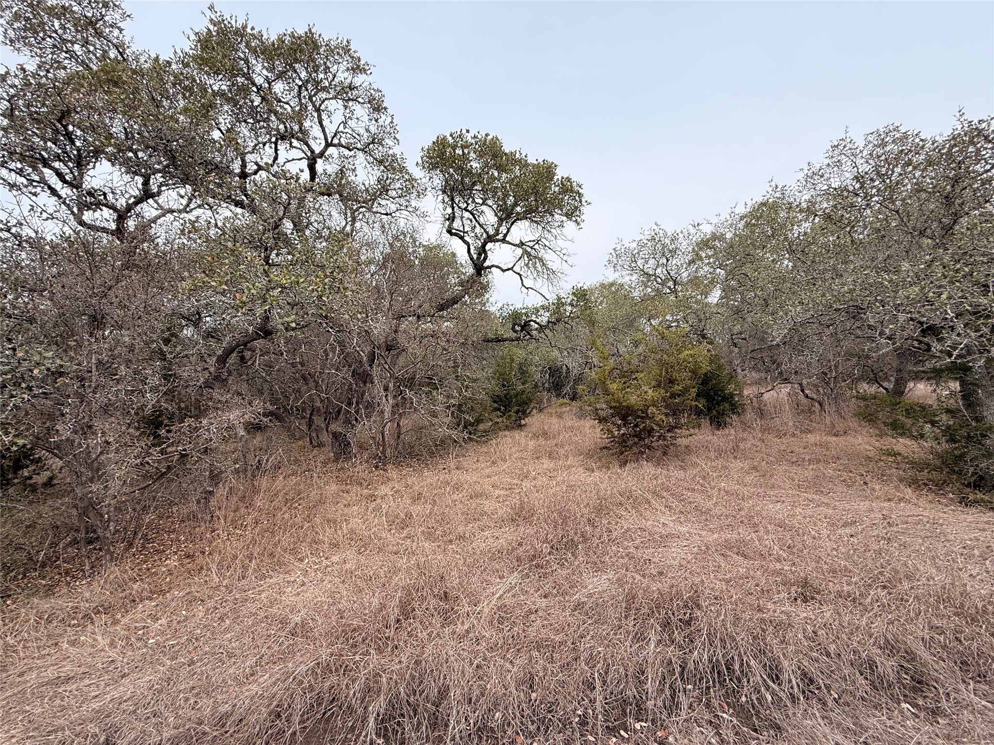 676 Annabelle Avenue Bulverde, TX 78163 - Photo 3 of 16 a view of a forest with trees in the background