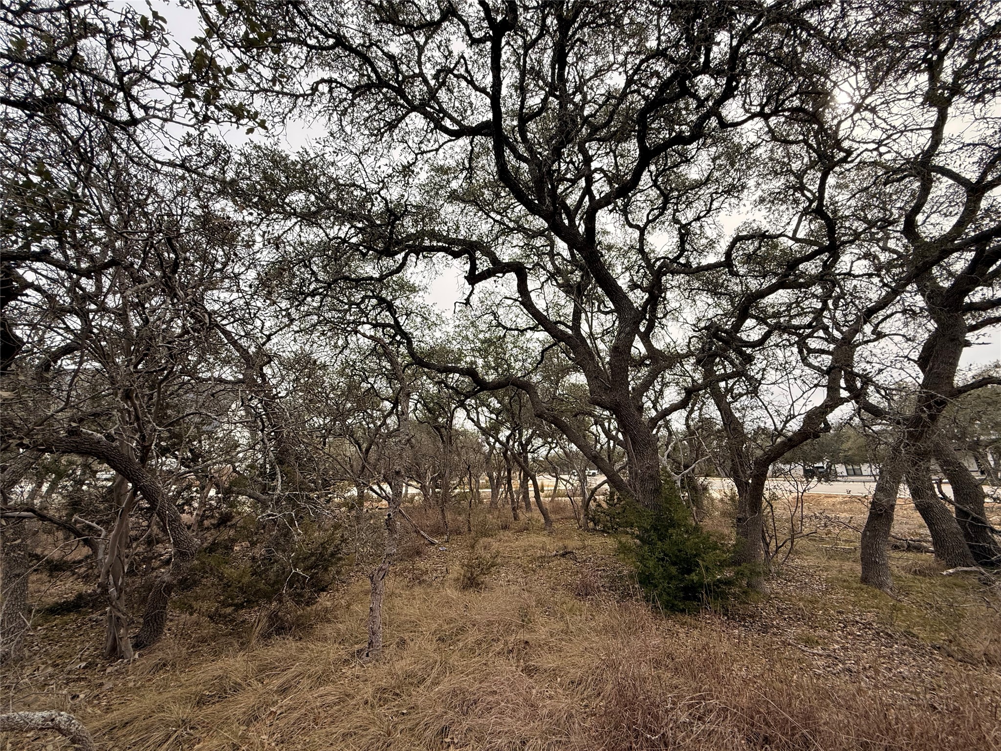 676 Annabelle Avenue Bulverde, TX 78163 - Photo 5 of 16 a view of forest