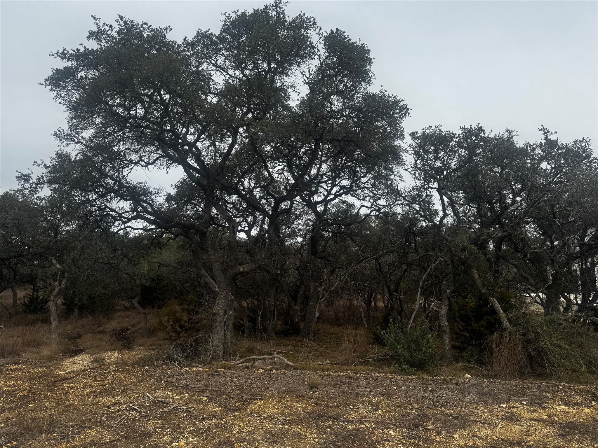676 Annabelle Avenue Bulverde, TX 78163 - Photo 6 of 16 a view of a forest filled with trees