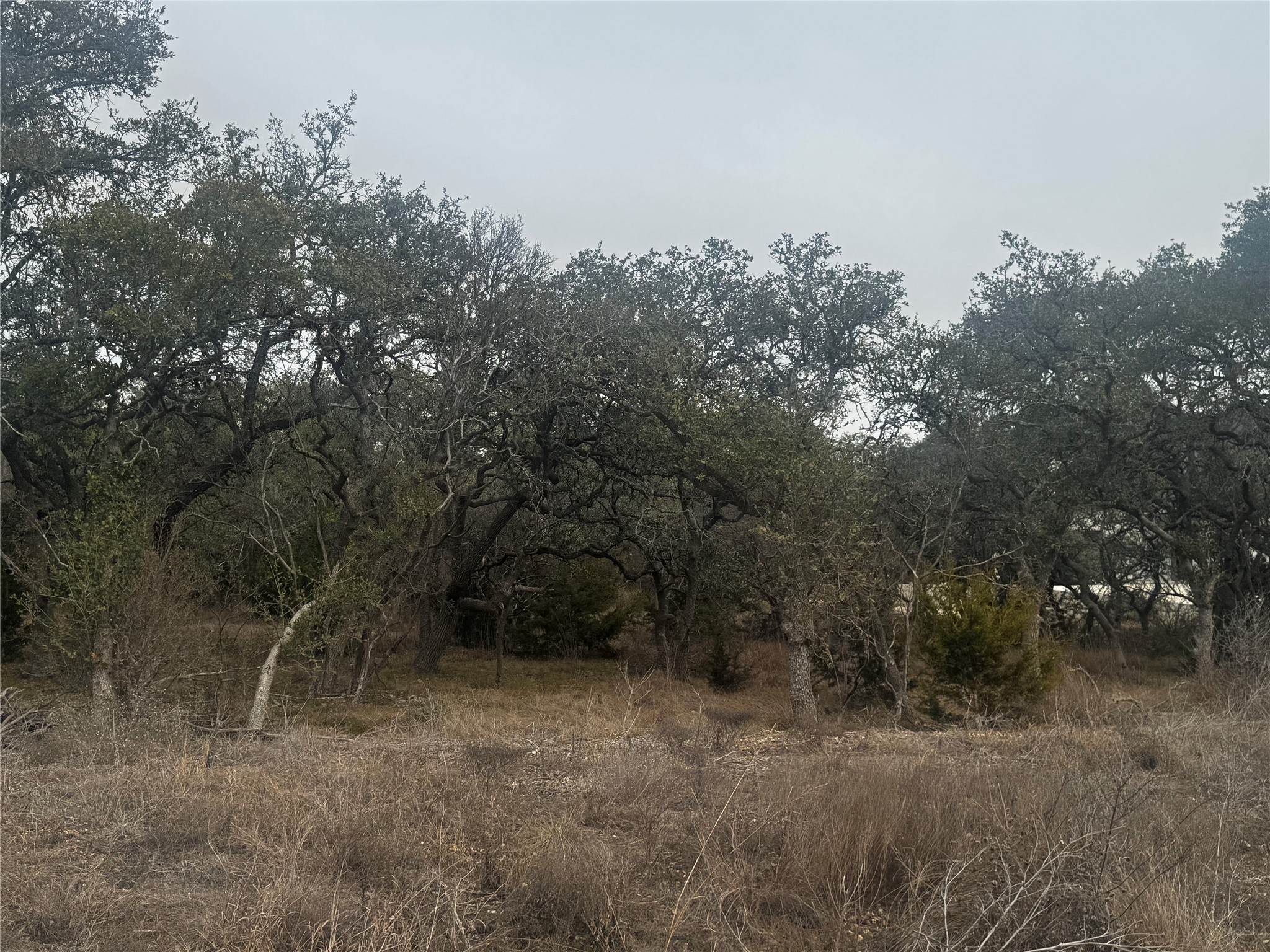 676 Annabelle Avenue Bulverde, TX 78163 - Photo 7 of 16 a view of a forest with trees in the background