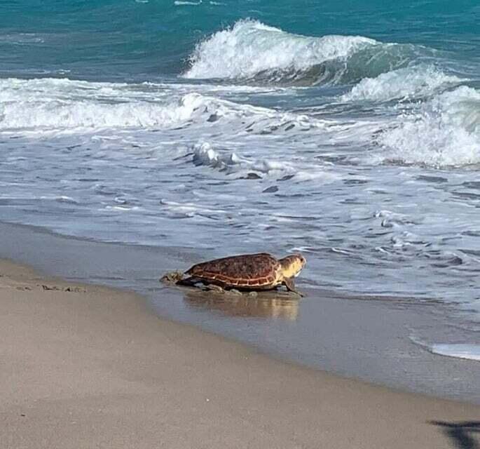 100 Ocean Trail Way, Unit 301 Jupiter, FL 33477 - Photo 62 of 67 Loggerhead Turtle Release