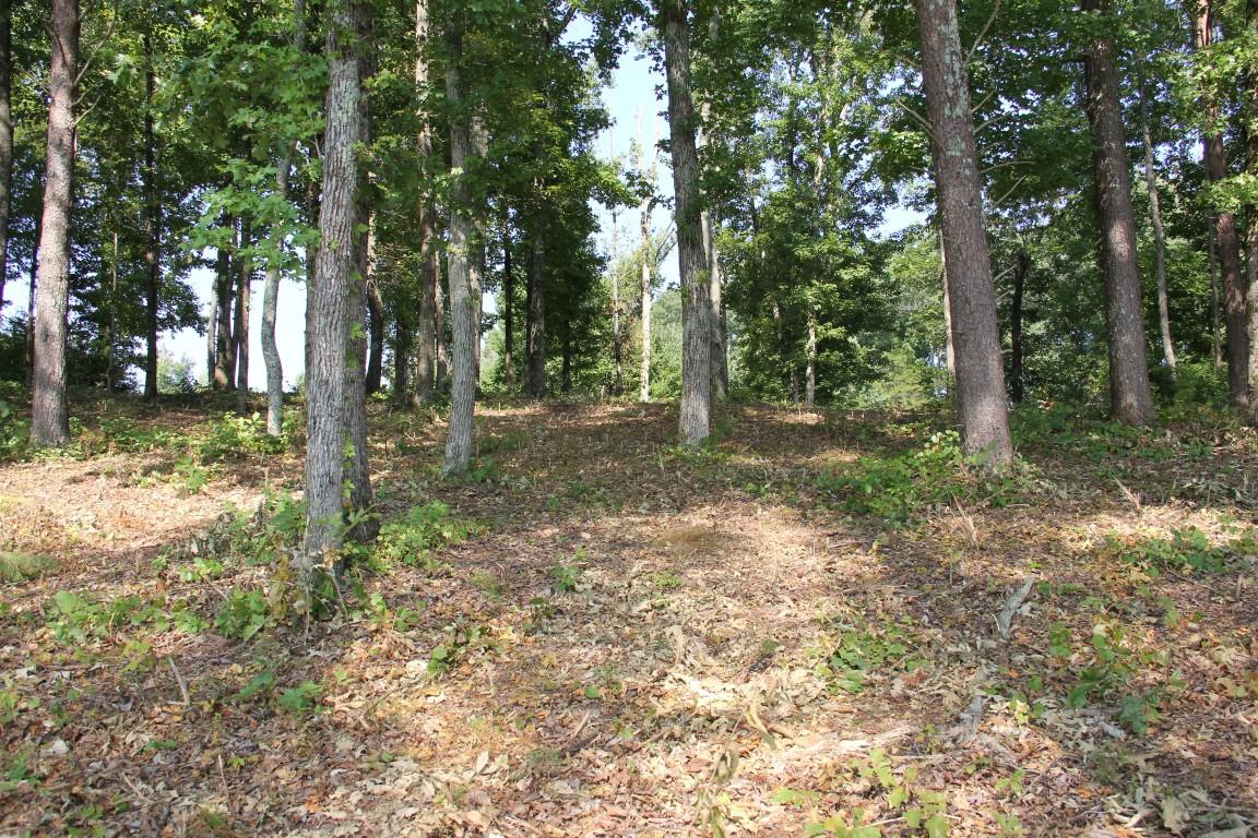 Lot #19 Spring Crossing Dr Spring Spring City, TN 37381 - Photo 14 of 18 lot 19 spring crossing Lay of lot from r