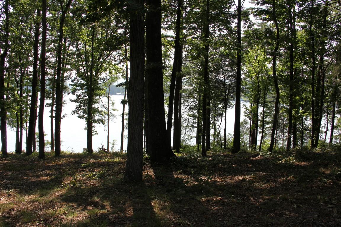 Lot #19 Spring Crossing Dr Spring Spring City, TN 37381 - Photo 16 of 18 lot 19 spring crossing Trees on the lot
