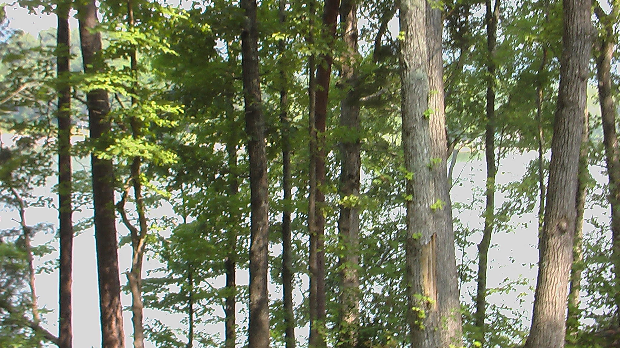 Lot #19 Spring Crossing Dr Spring Spring City, TN 37381 - Photo 18 of 18 Mature trees
