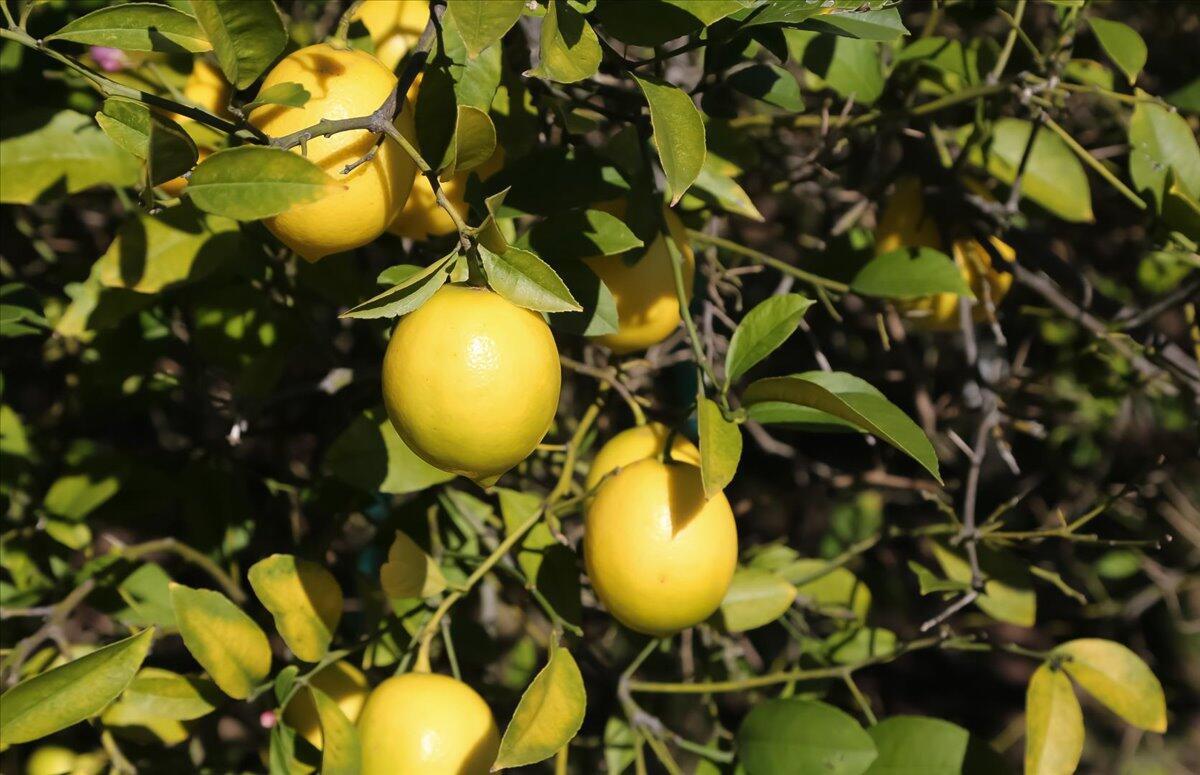 2020 Las Canoas Ridge Way Santa Barbara, CA 93105 - Photo 30 of 37 12-012