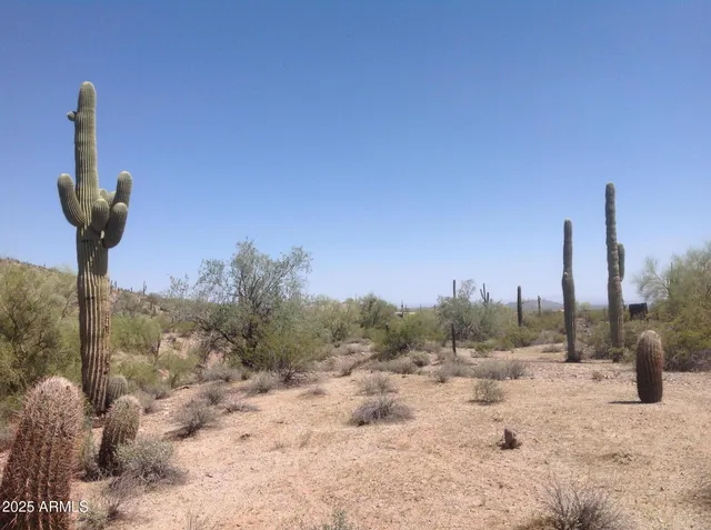 a view of a dry yard with trees