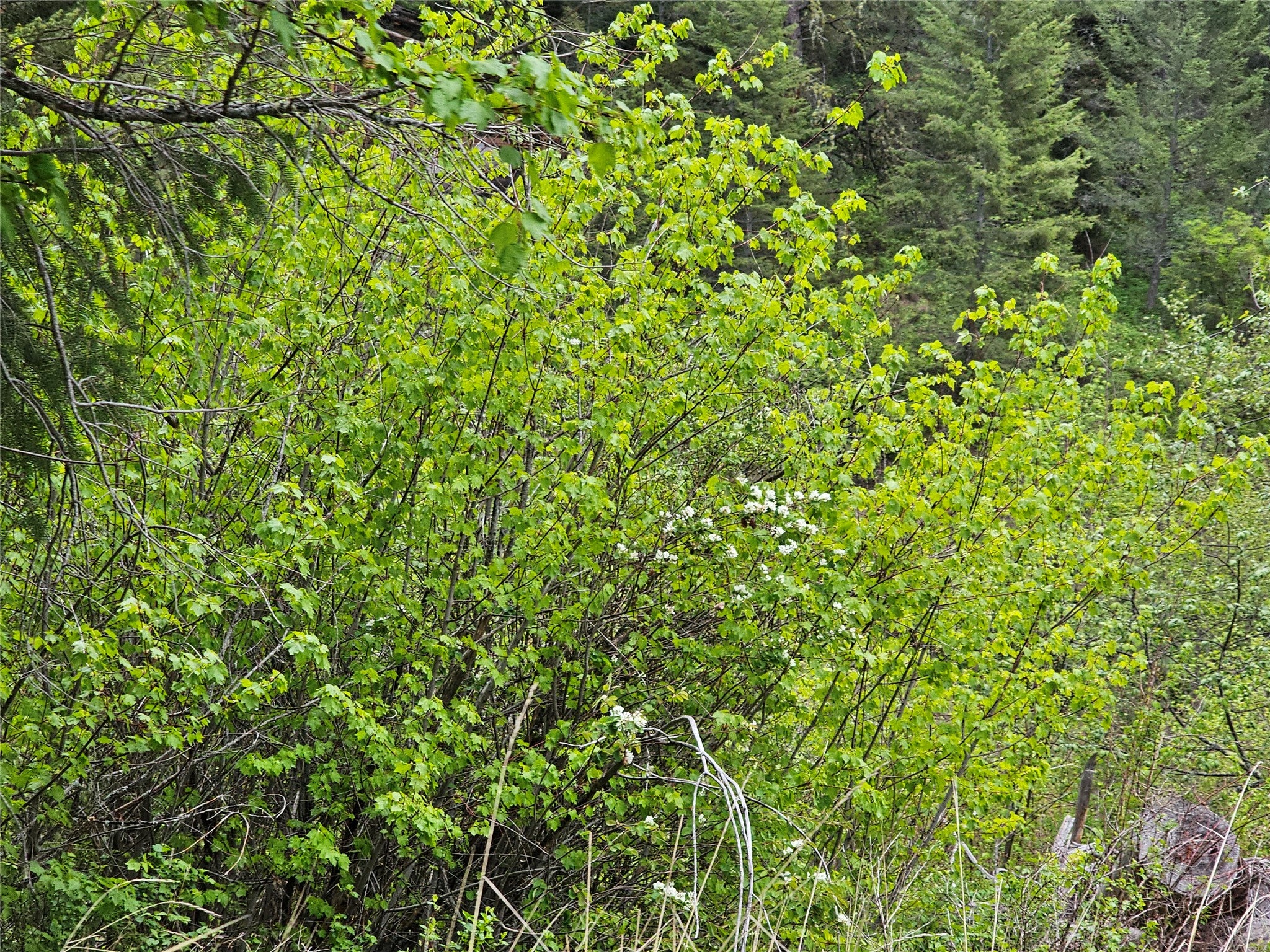 18866 Copper Rdg Trail Florence, MT 59833 - Photo 13 of 139 Gallery Image 13