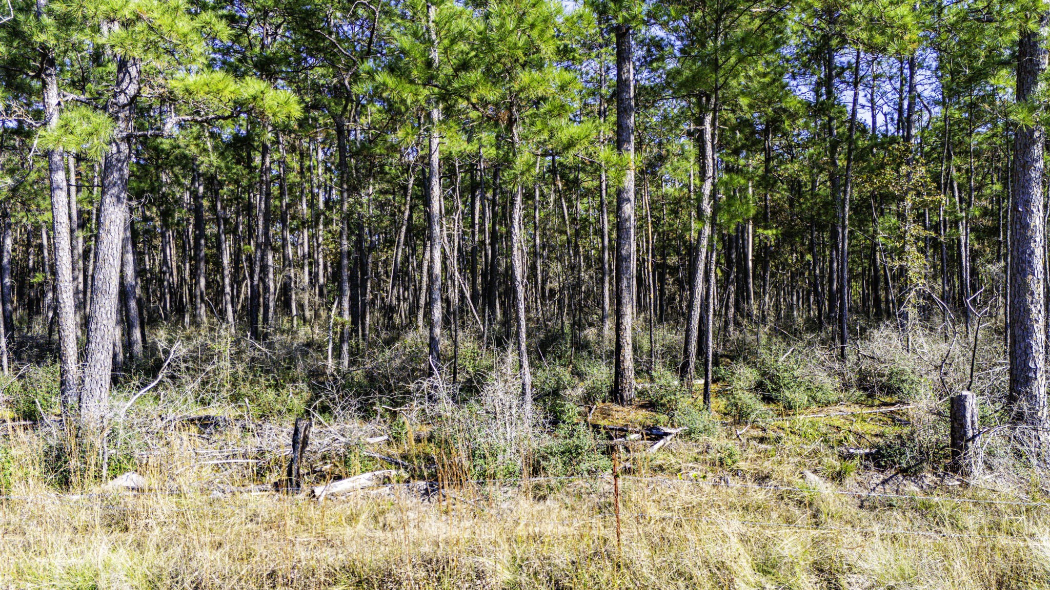 212 Fm 3459 Road Onalaska, TX 77360 - Photo 8 of 14