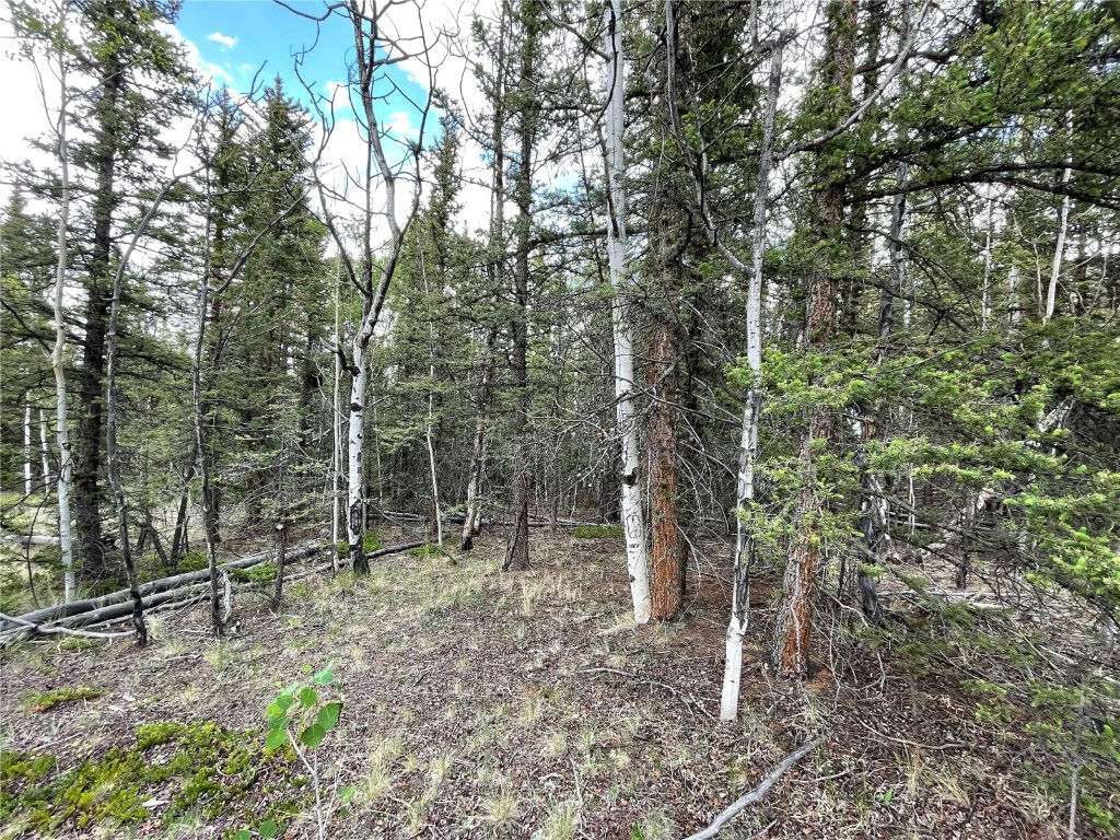 80 Haida Road Como, CO 80456 - Photo 13 of 31 a view of a forest with trees in the background
