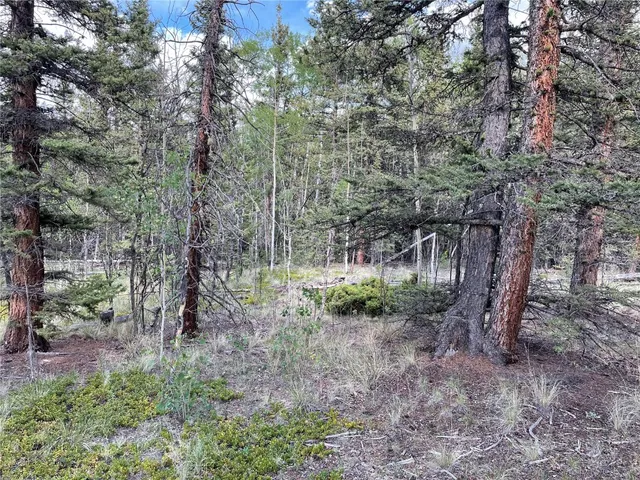 a view of a forest with trees in the background
