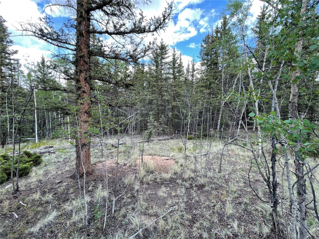 80 Haida Road Como, CO 80456 - Photo 9 of 31 a view of forest with trees