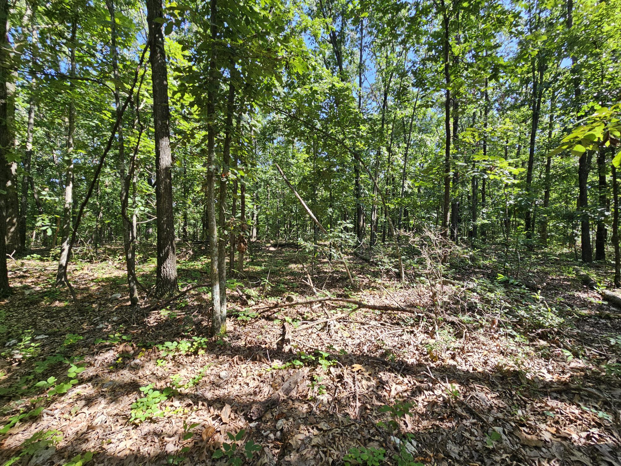 65-acres Plainview Road Anderson, MO 64831 - Photo 13 of 28 Plainview rd pic 8
