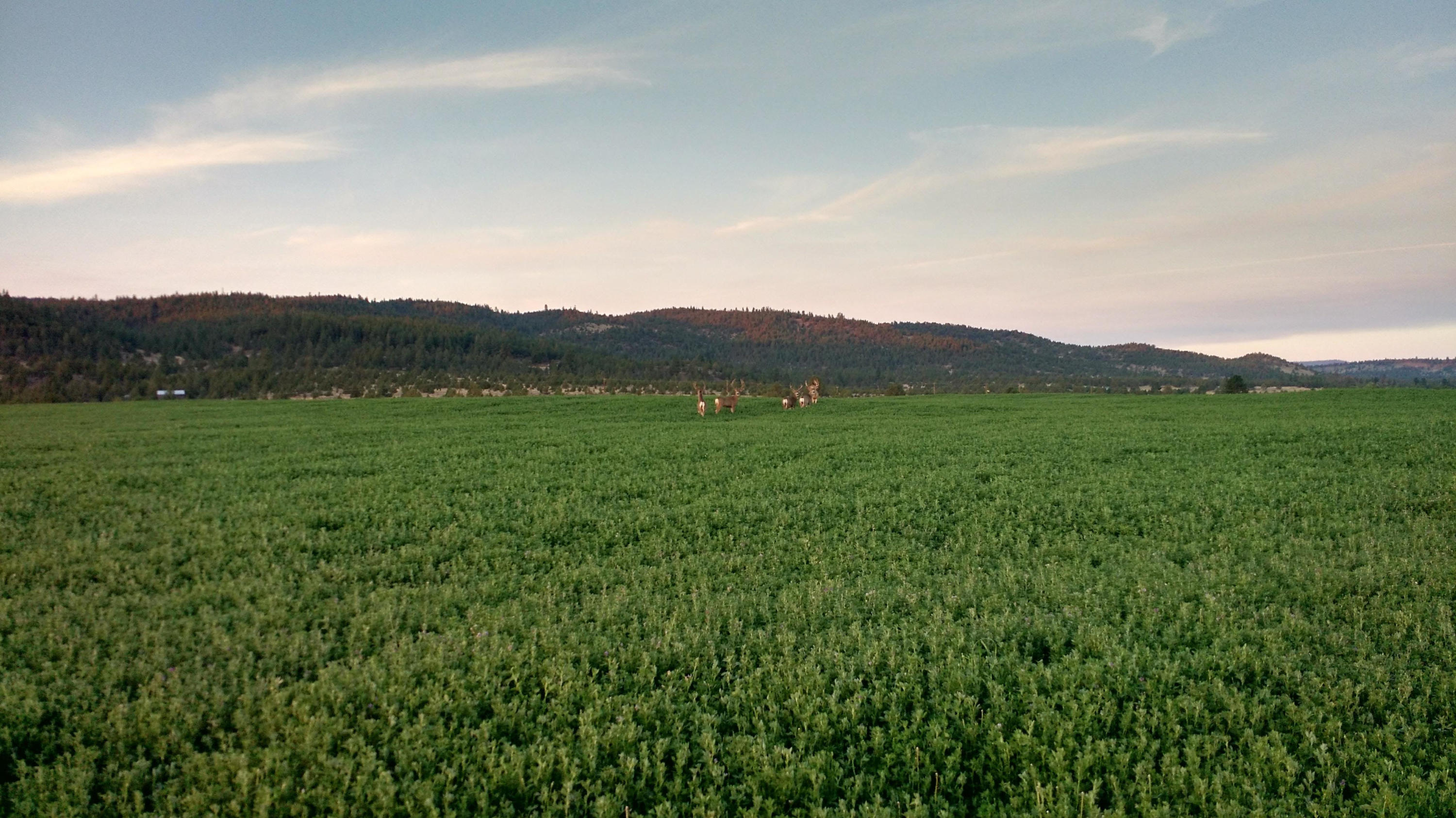 669-105 Susanville Road Adin, CA 96006 - Photo 21 of 53 deer in field