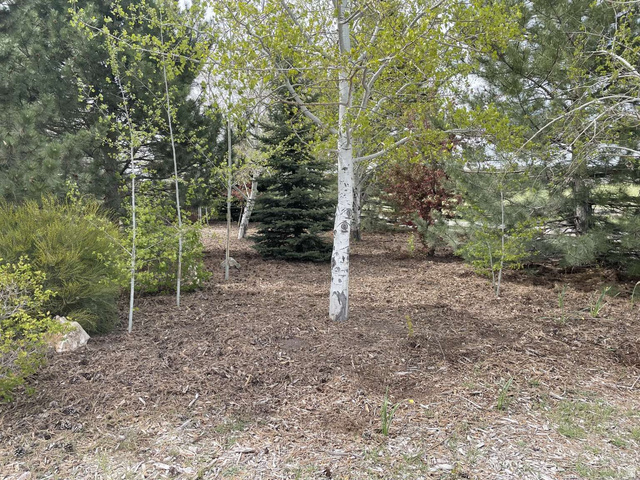 7030 West 2100 North Mendon, UT 84325 - Photo 9 of 67 Landscaped area featuring a variety of mature trees and shrubs, including a prominent aspen with white bark