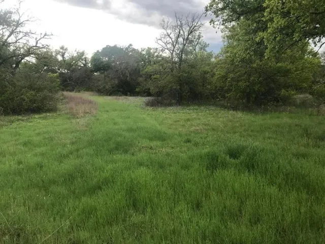 a view of a lake with a large trees