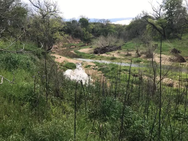 a view of a lush green forest with lots of trees