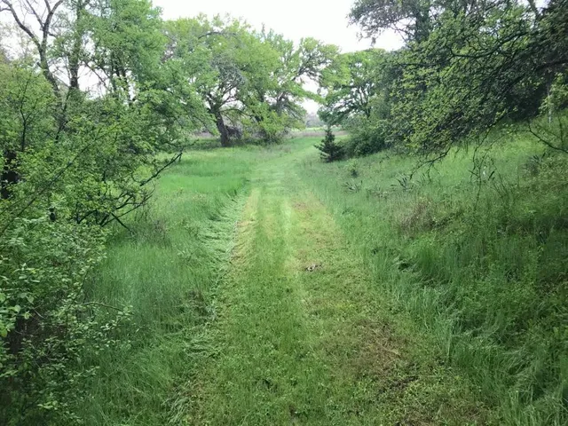a view of a lush green forest