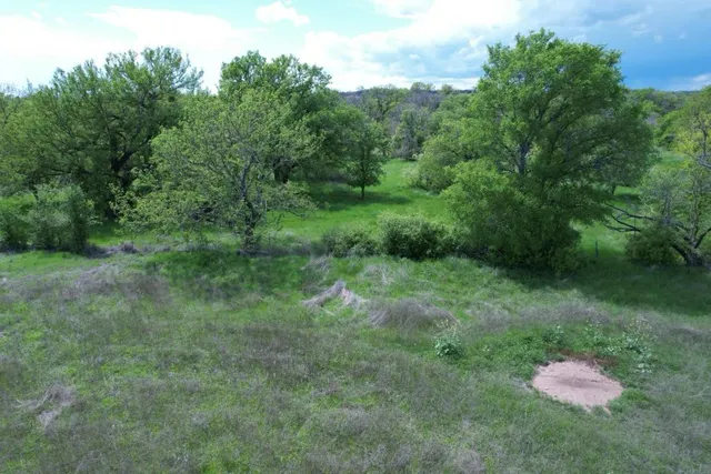 a view of a lush green forest