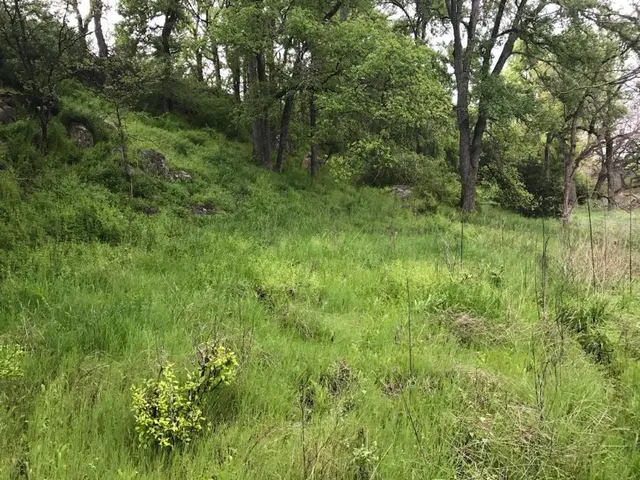 a view of a green field with lots of trees