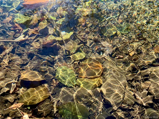 a view of a yard with trees