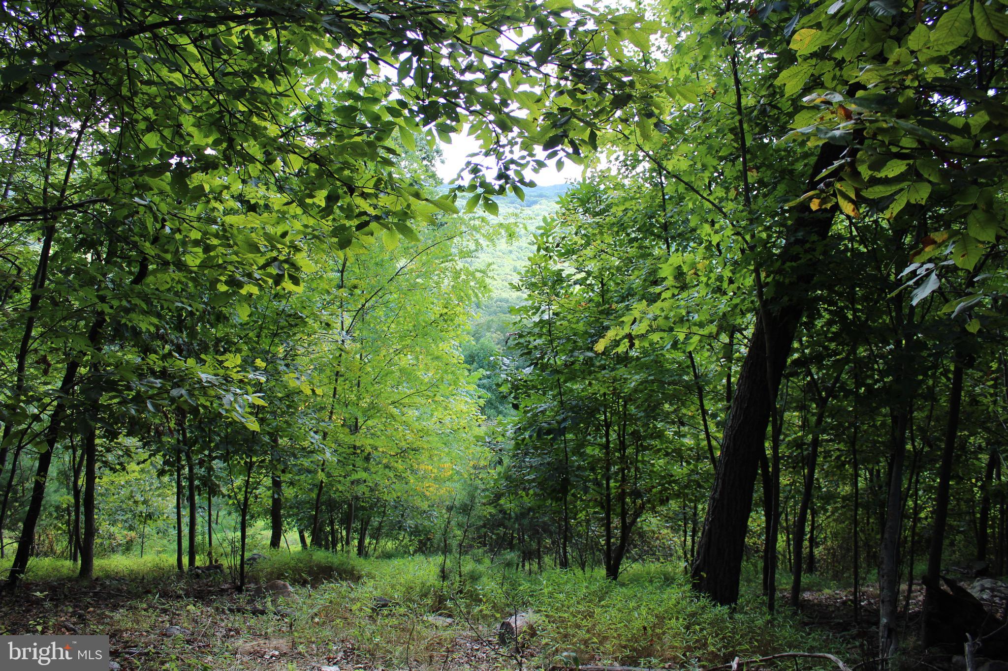 Lot 6 Cresap Mill Road Southeast Oldtown, MD 21555 - Photo 35 of 52