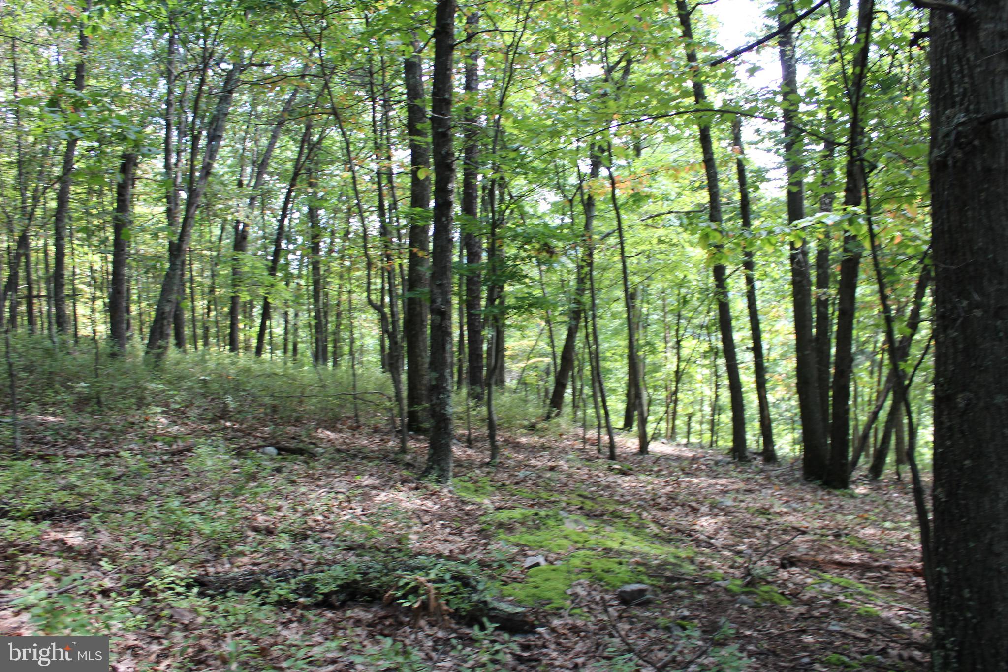 Lot 6 Cresap Mill Road Southeast Oldtown, MD 21555 - Photo 39 of 52