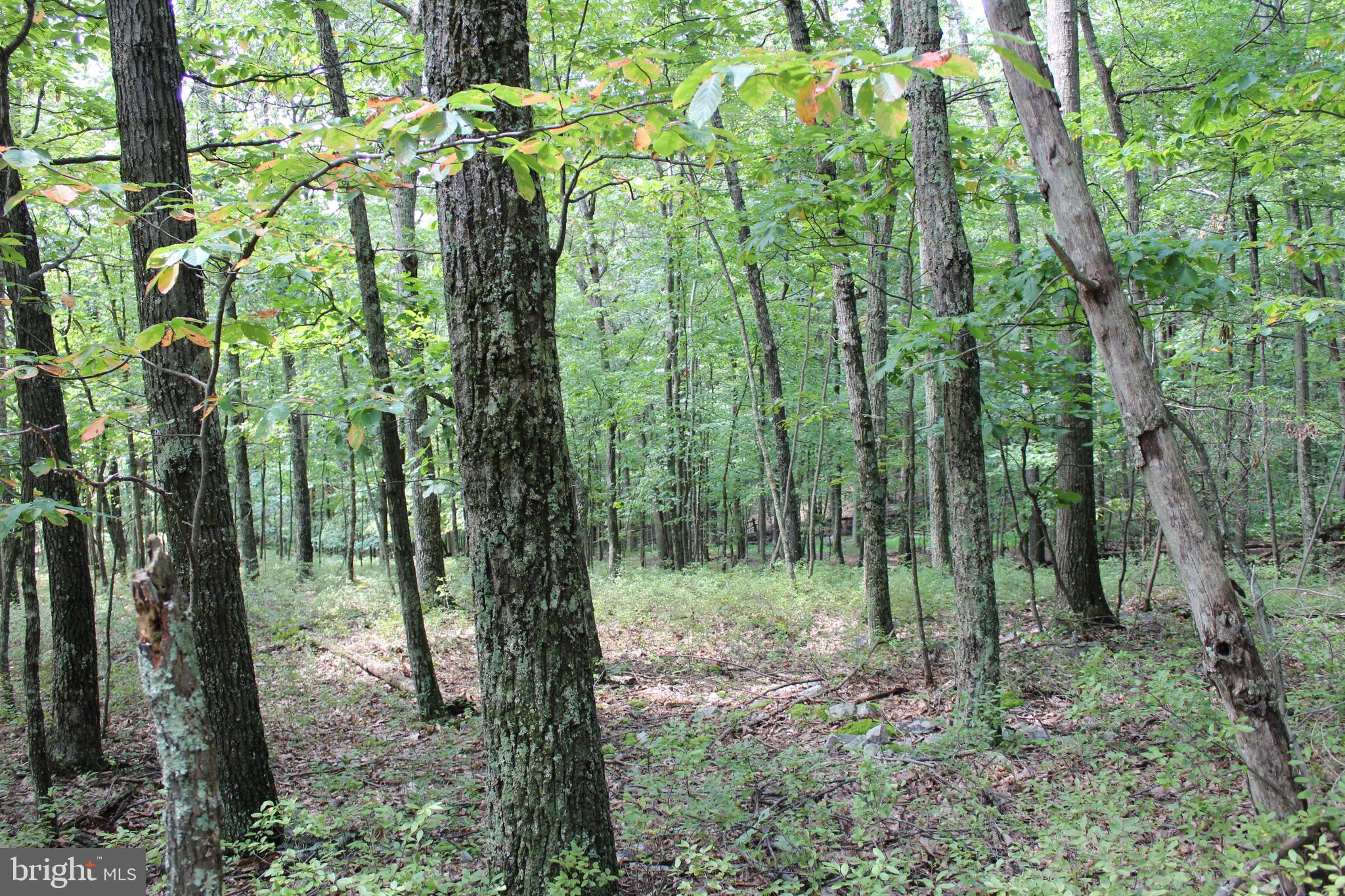Lot 6 Cresap Mill Road Southeast Oldtown, MD 21555 - Photo 42 of 52