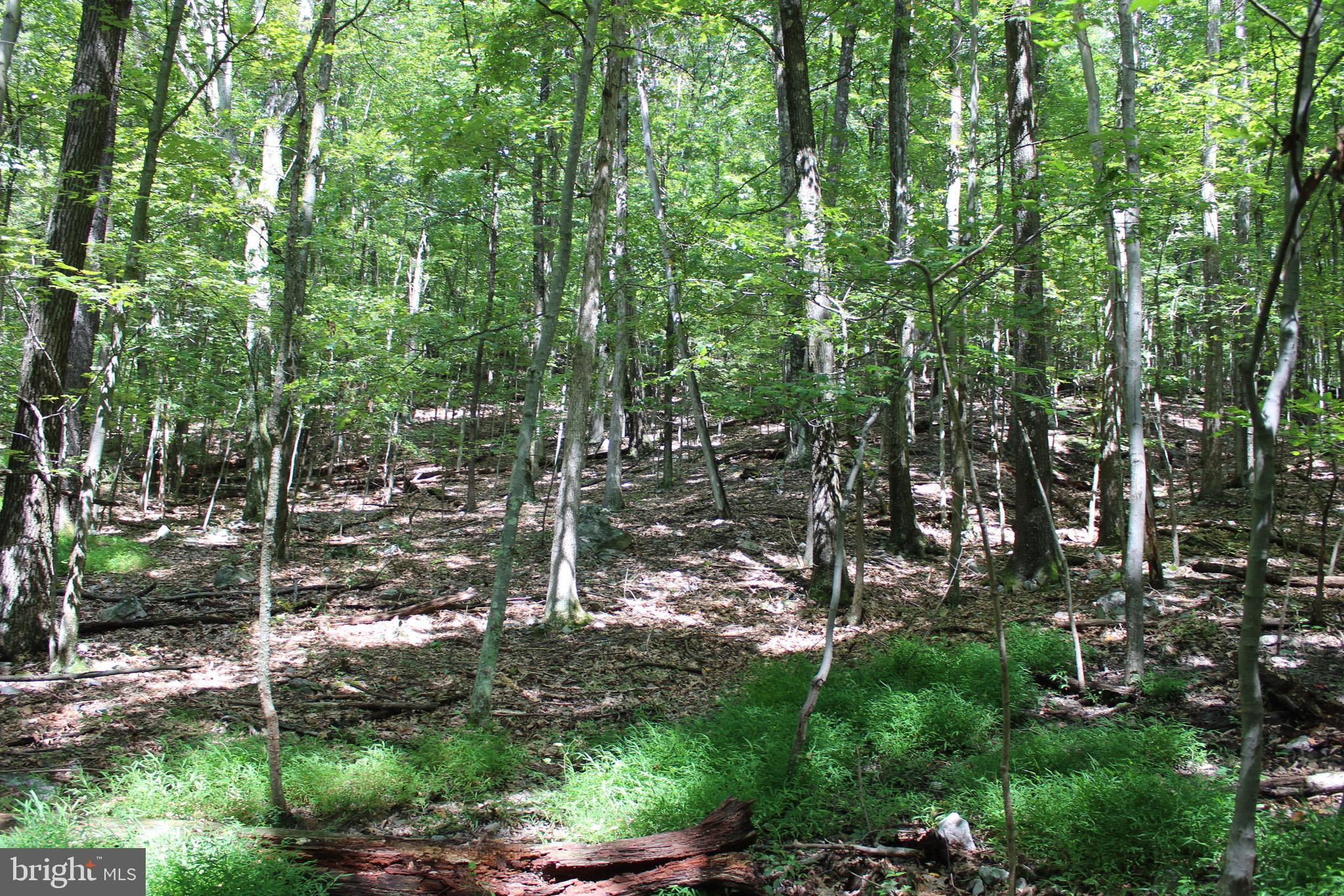 Lot 6 Cresap Mill Road Southeast Oldtown, MD 21555 - Photo 46 of 52