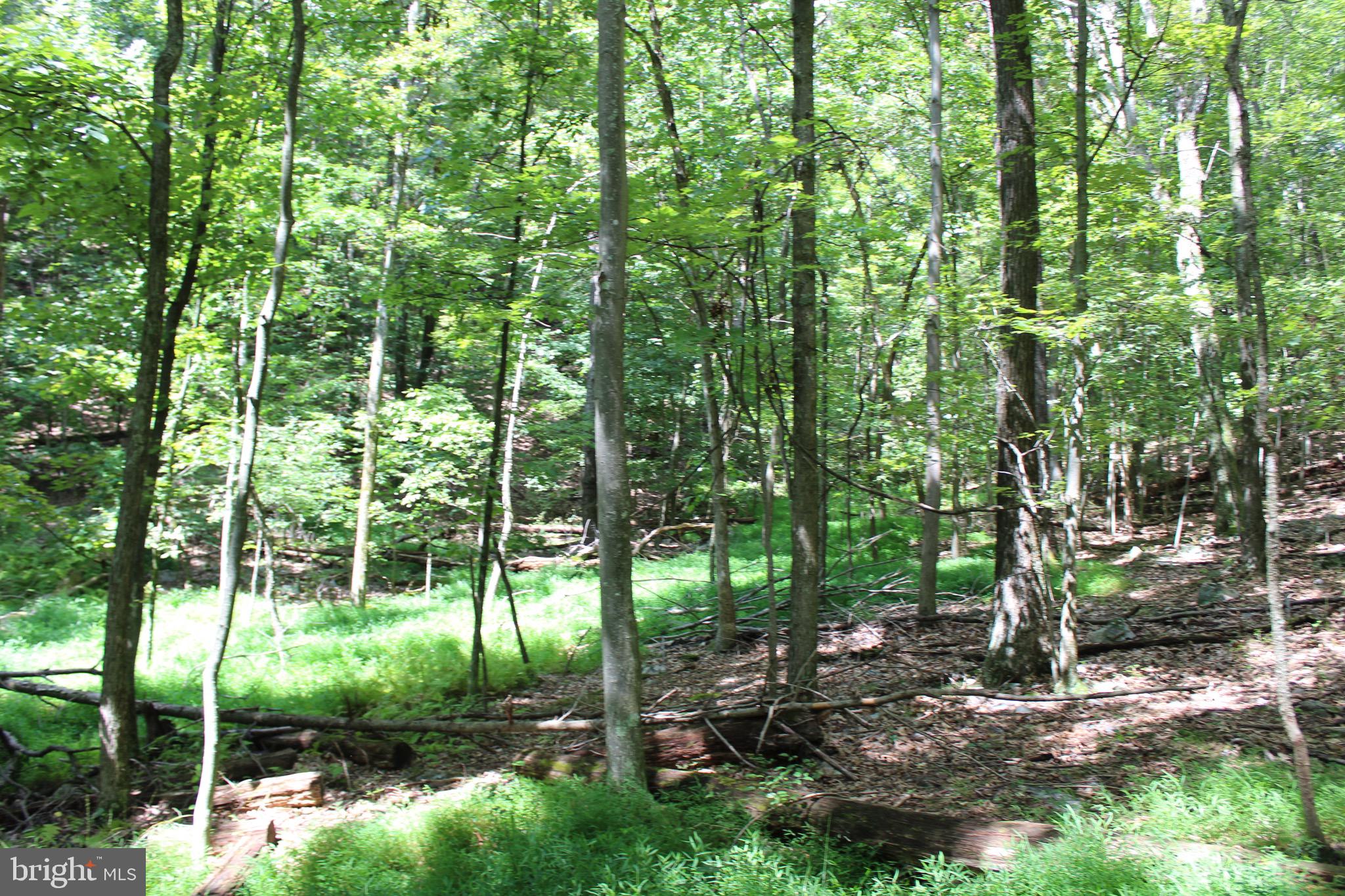 Lot 6 Cresap Mill Road Southeast Oldtown, MD 21555 - Photo 47 of 52