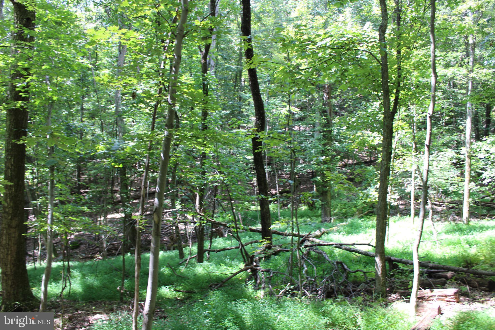 Lot 6 Cresap Mill Road Southeast Oldtown, MD 21555 - Photo 48 of 52