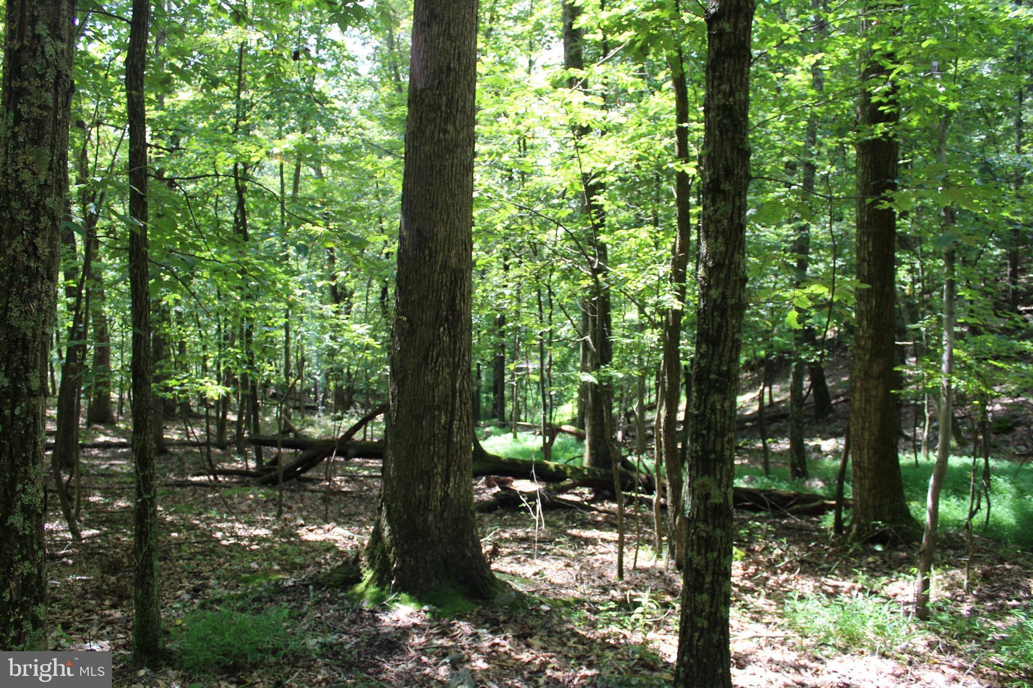 Lot 6 Cresap Mill Road Southeast Oldtown, MD 21555 - Photo 49 of 52