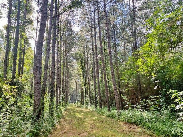 0 Pushapatapa Road Tylertown, MS 39667 - Photo 1 of 12 Main View