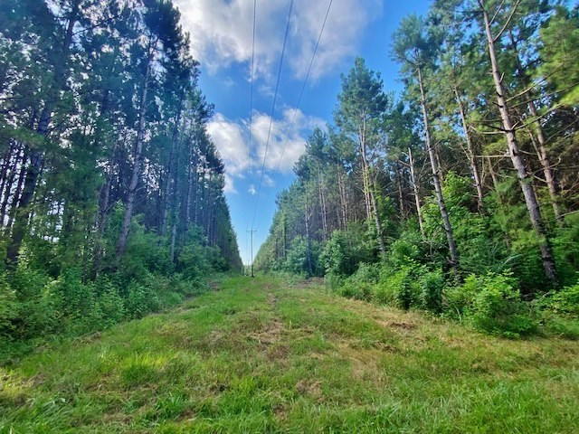 0 Pushapatapa Road Tylertown, MS 39667 - Photo 2 of 12 Photo 2