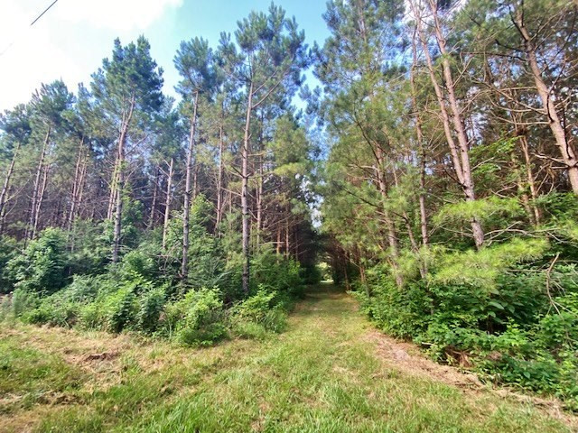 0 Pushapatapa Road Tylertown, MS 39667 - Photo 3 of 12 Photo 3