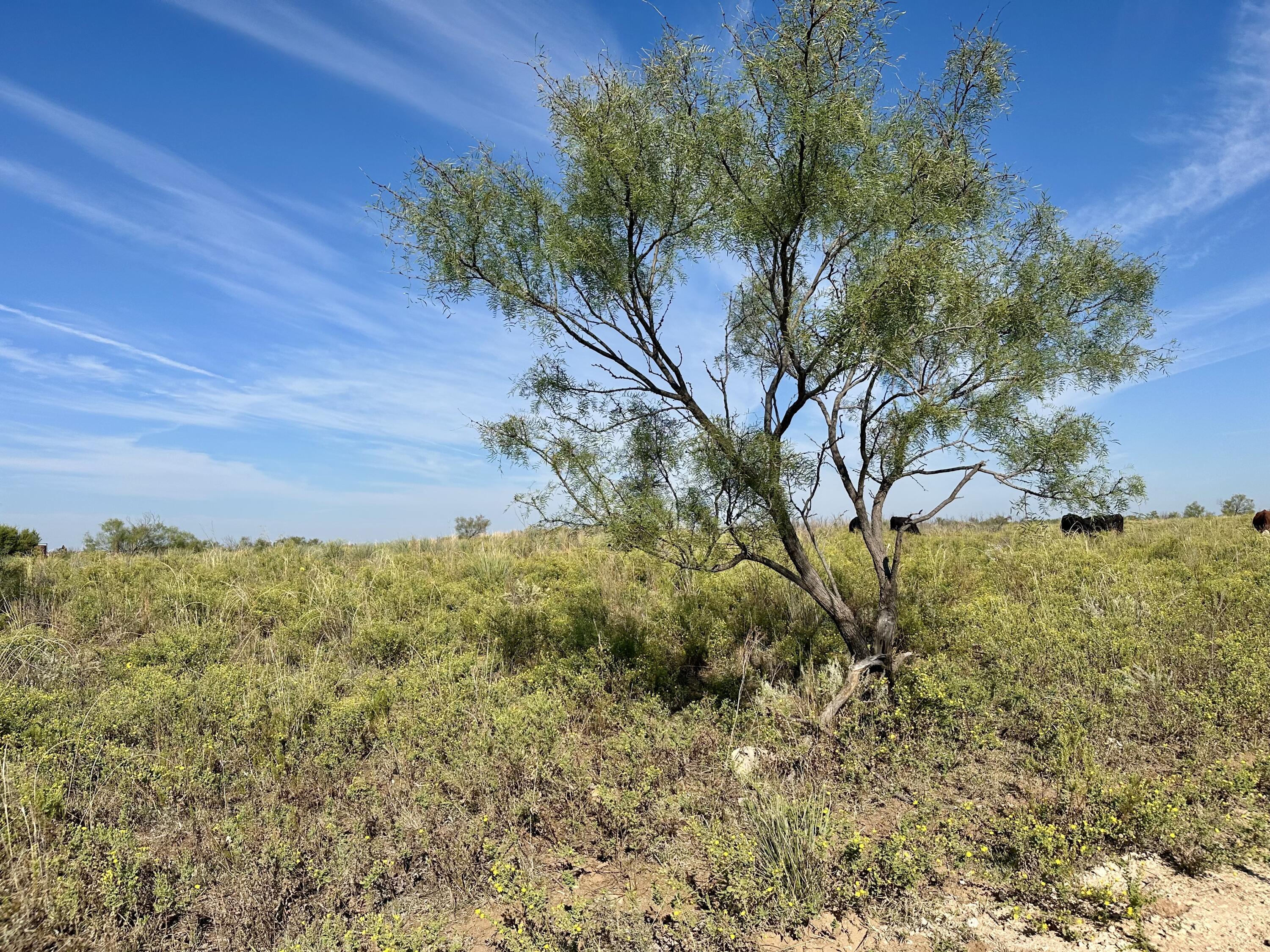 261 Fm 261 Spur Spur, TX 79370 - Photo 27 of 52 a view of a yard