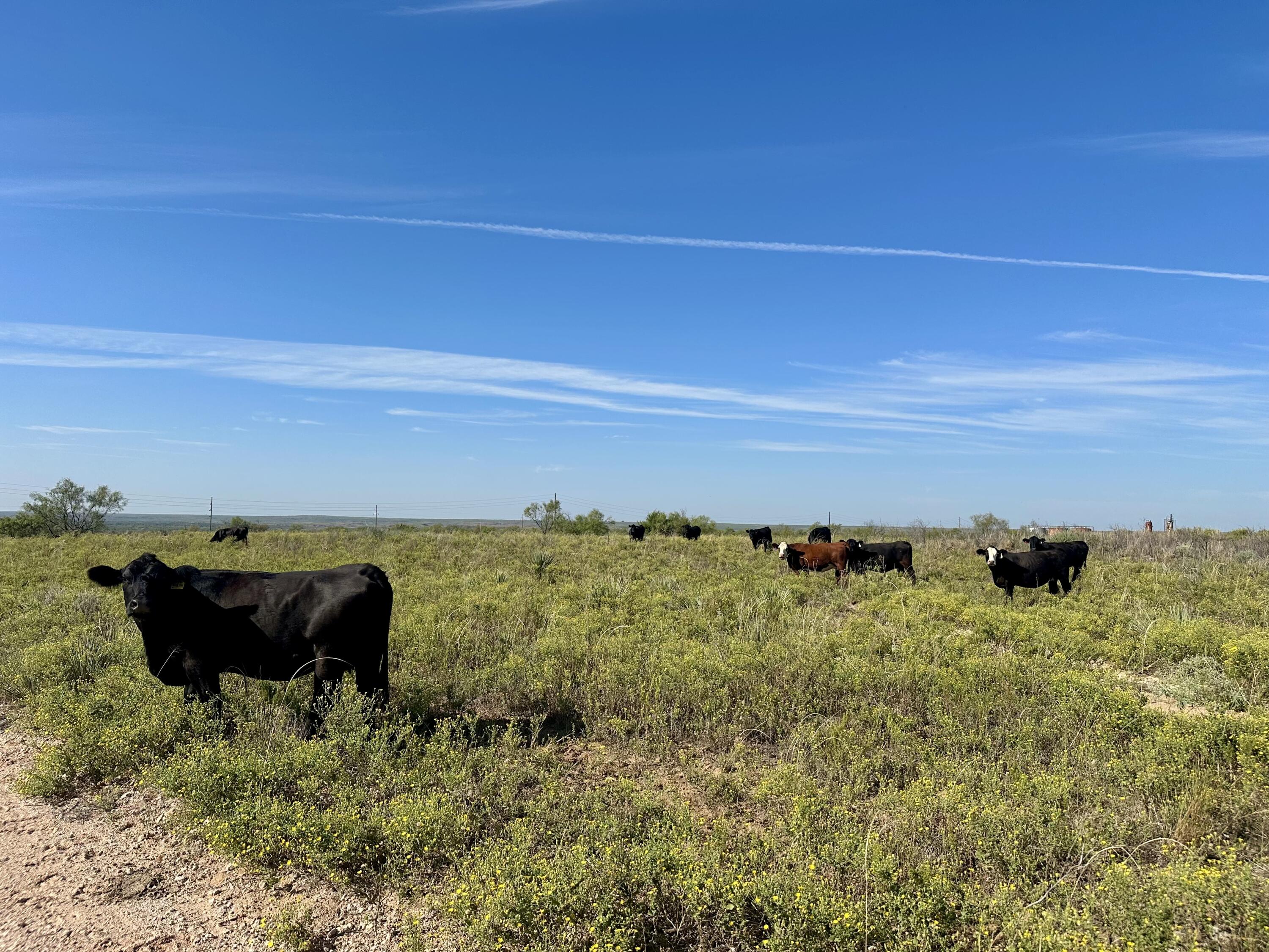261 Fm 261 Spur Spur, TX 79370 - Photo 42 of 52