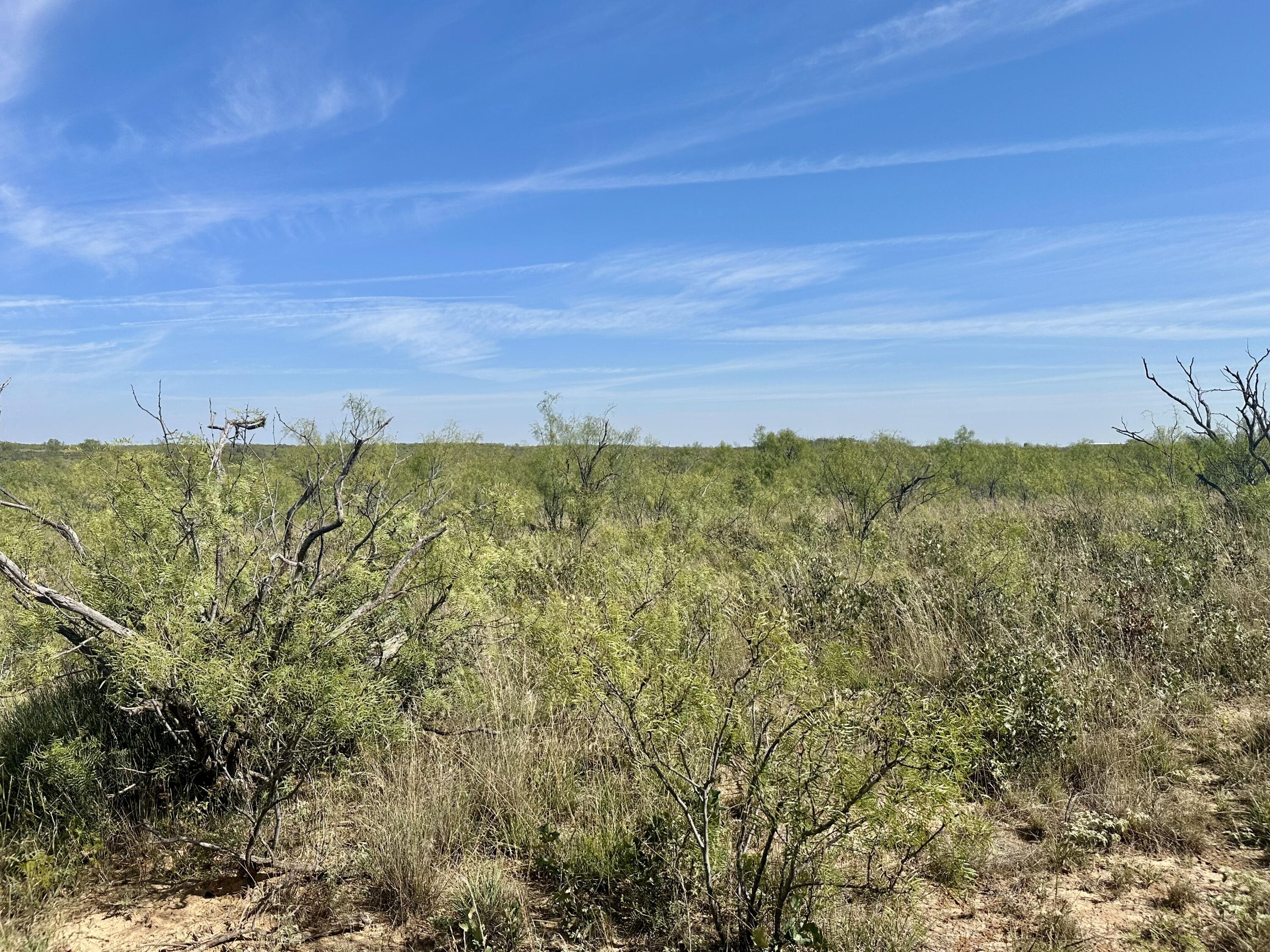 261 Fm 261 Spur Spur, TX 79370 - Photo 49 of 52 a view of a lush green space with lots of bushes