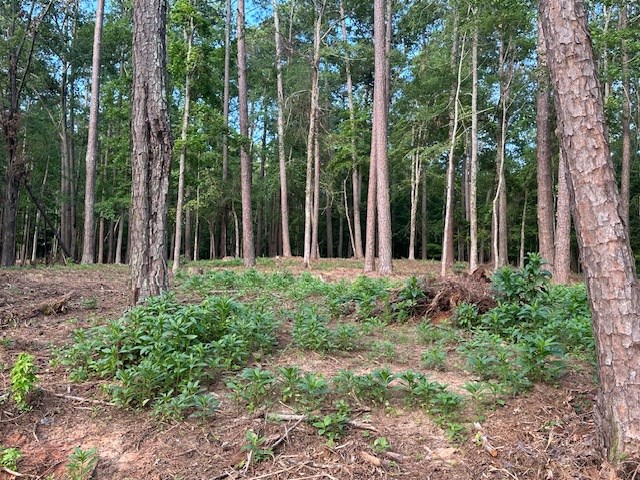 Lot 2 Rabbit Run Road Edgefield, SC 29824 - Photo 6 of 6