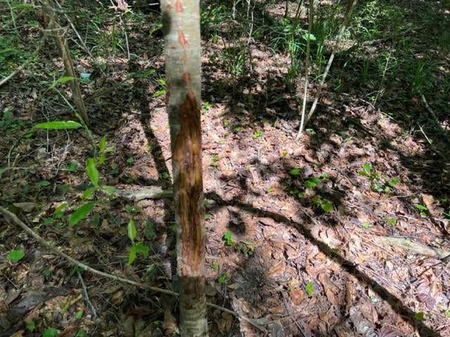 0 Old Boggy Road Opp, AL 36467 - Photo 7 of 24 Gallery Image 7