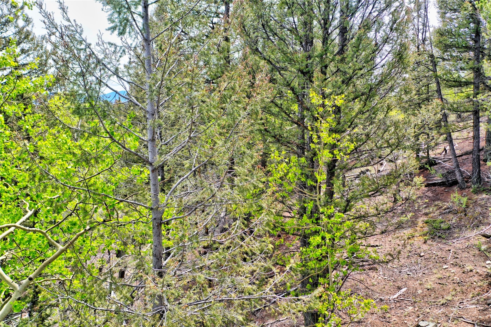 28 Old Squaw Road Como, CO 80432 - Photo 15 of 15 View of tree filled area