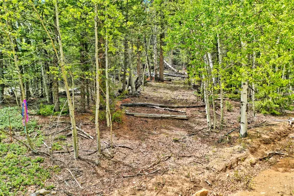 a plant that is in front of a tree