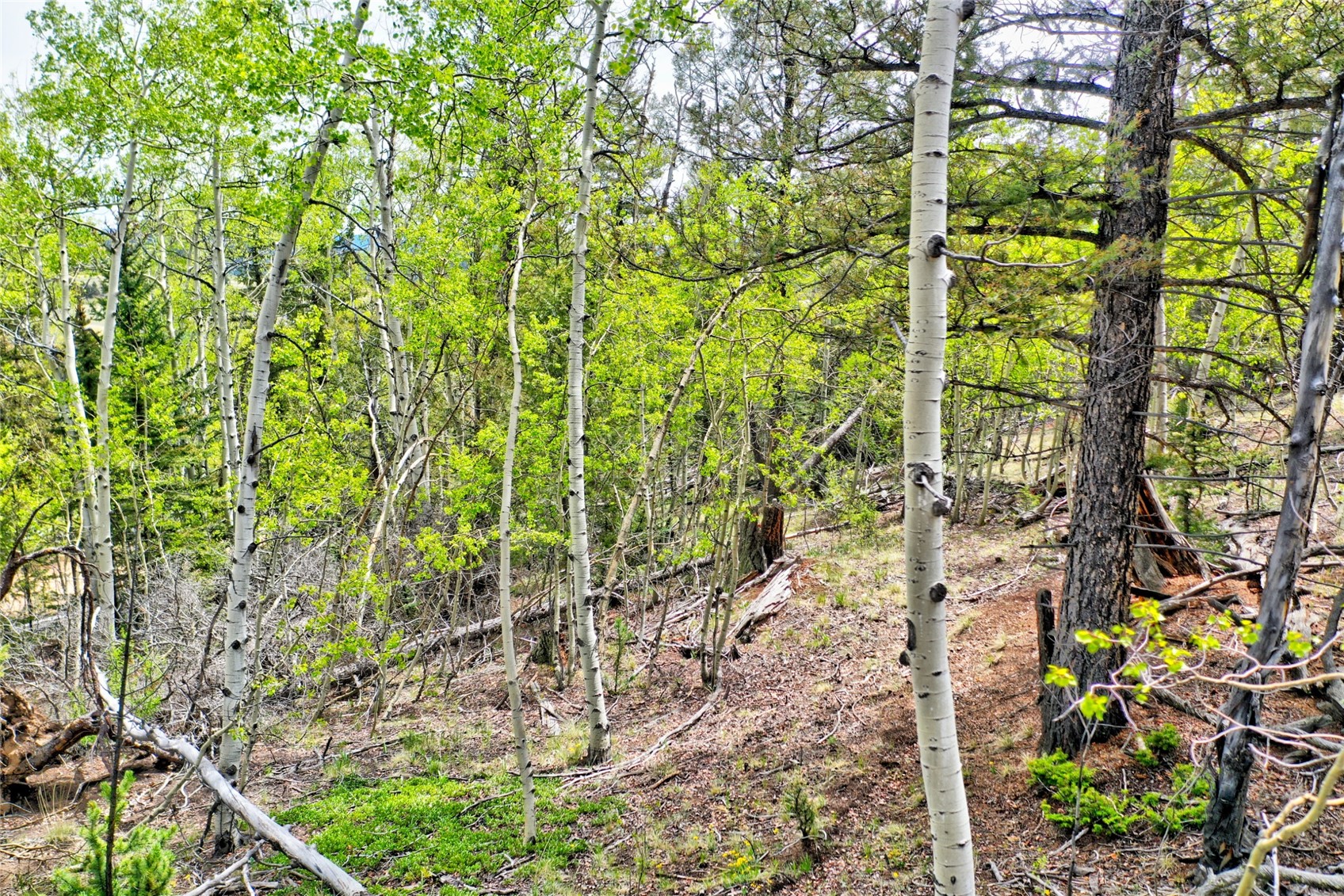 28 Old Squaw Road Como, CO 80432 - Photo 7 of 15 View of woods