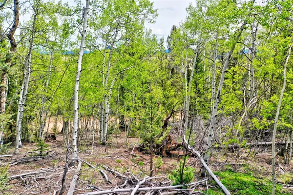a view of a garden with a tree