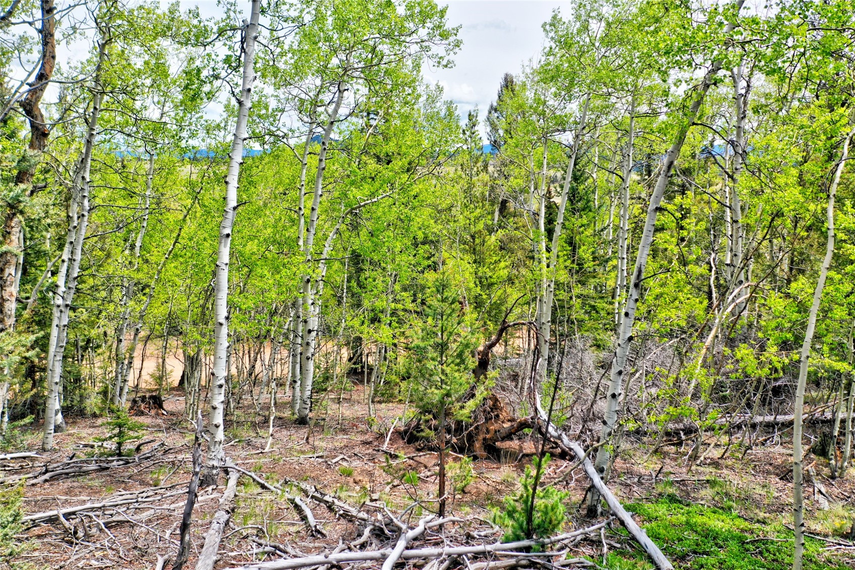 28 Old Squaw Road Como, CO 80432 - Photo 8 of 15 View of local wilderness