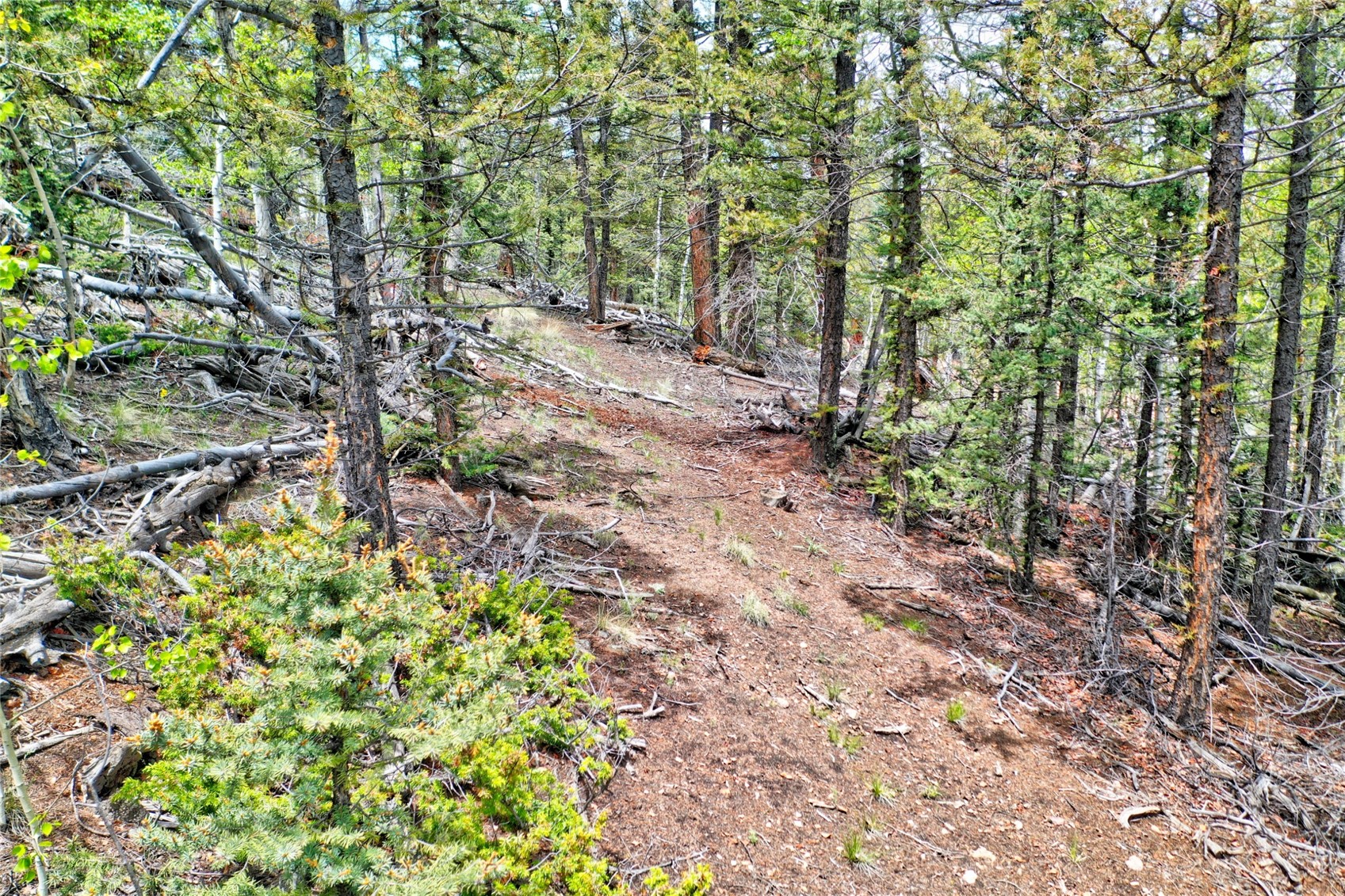 28 Old Squaw Road Como, CO 80432 - Photo 9 of 15 View of wooded area