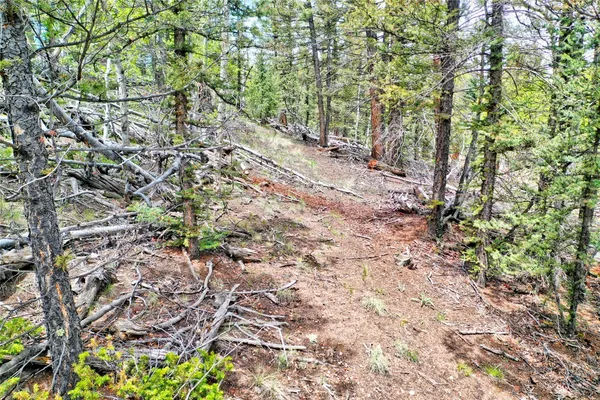 a view of a yard with plants and trees