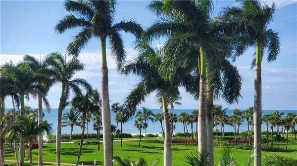 a view of a palm trees and a palm tree