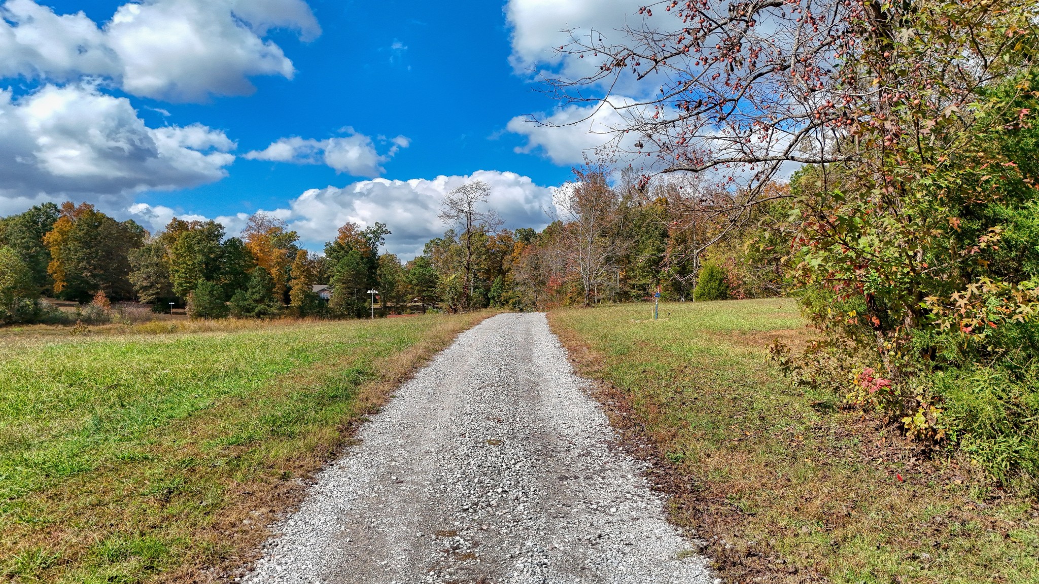 555 Brandon Road Huntingdon, TN 38344 - Photo 7 of 42 a view of a yard with large trees