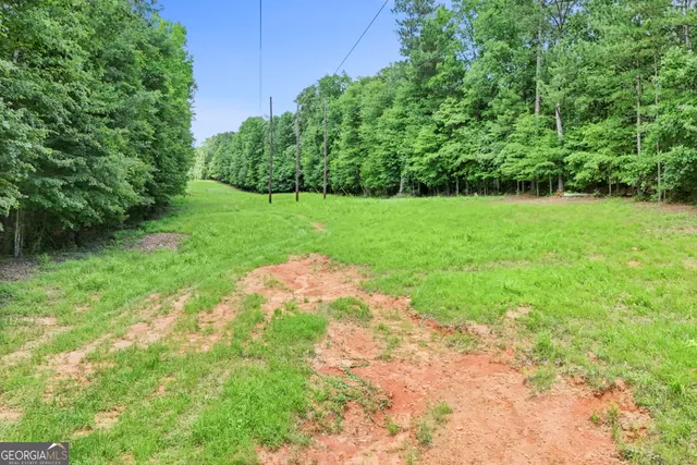 a view of a garden with a tree